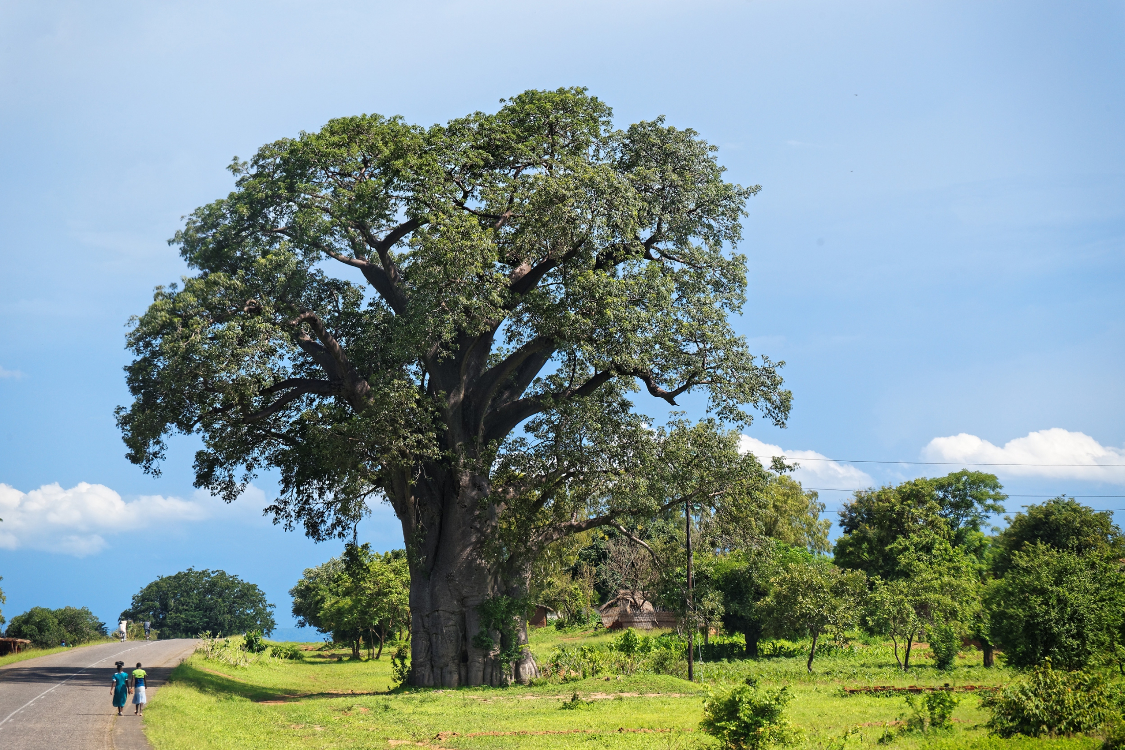 Baobab