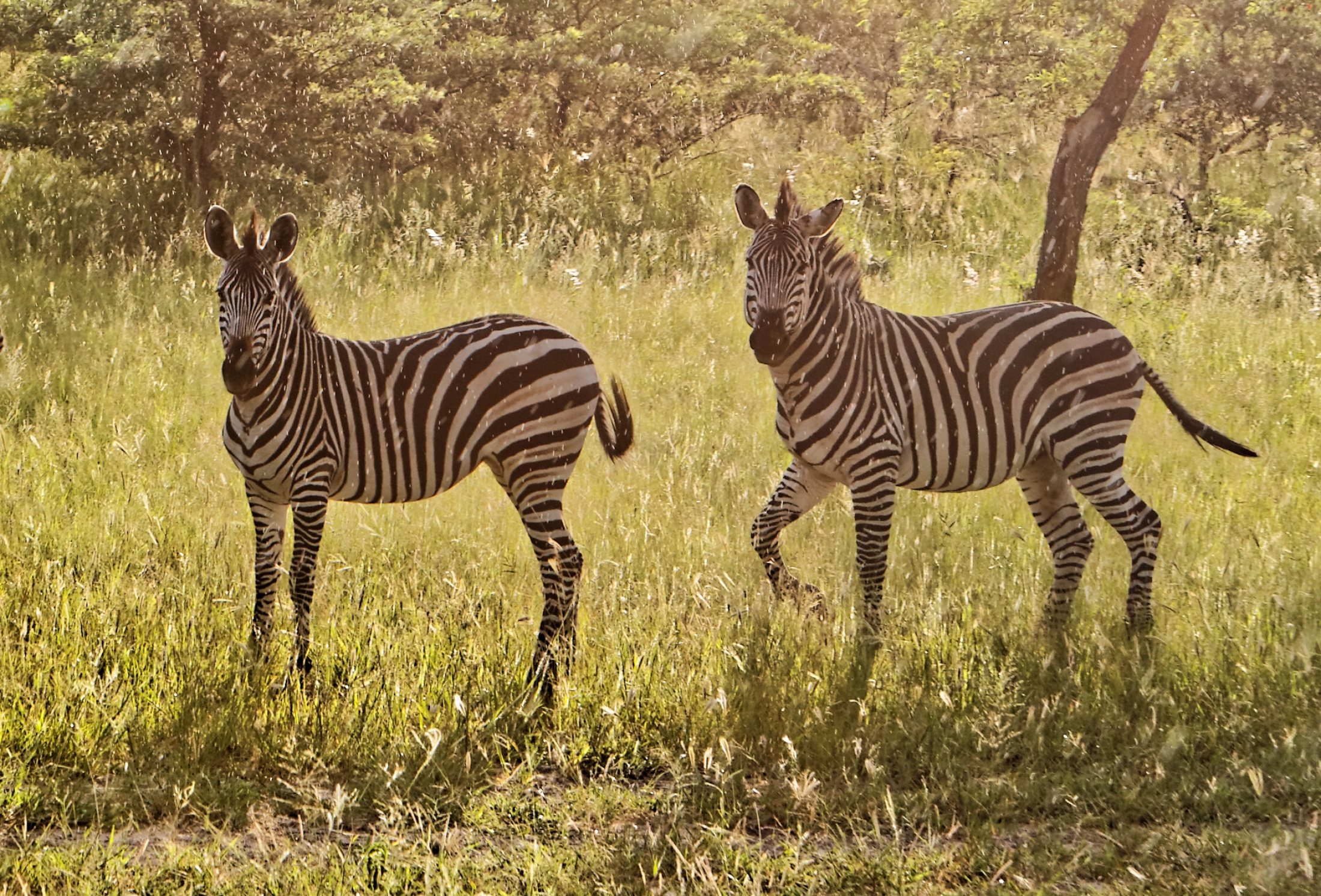 Zebras in the Rain I