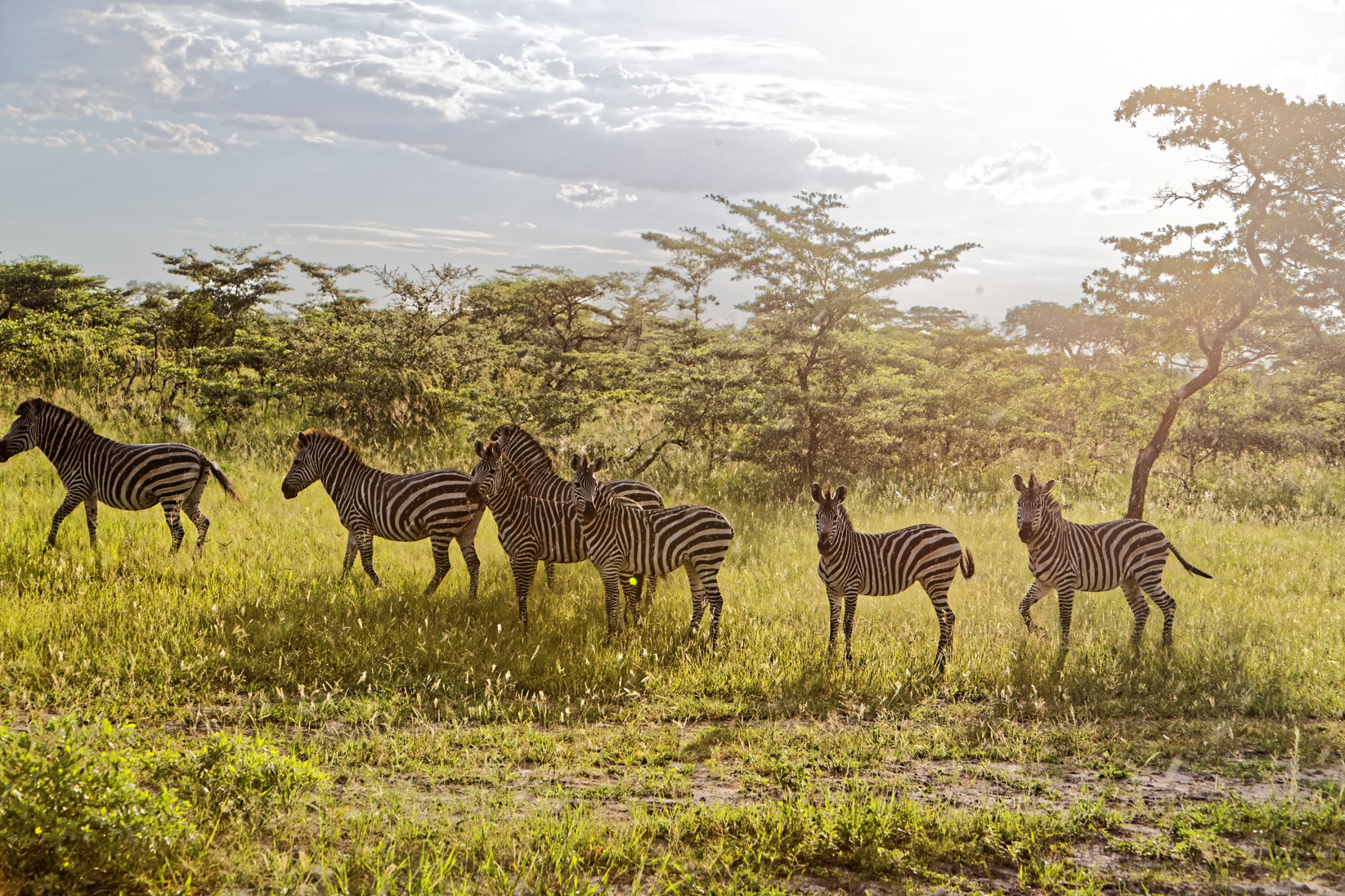 Zebras in the Rain